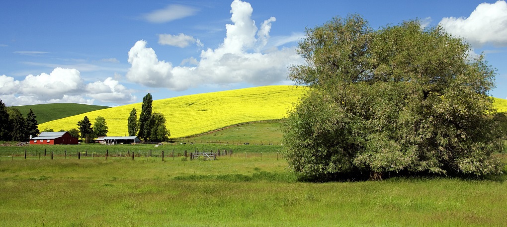 Professional Agrologist Reporting